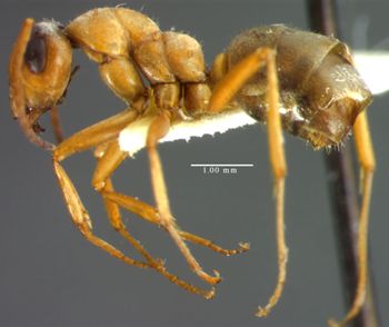 Media type: image;   Entomology 8879 Aspect: habitus lateral view